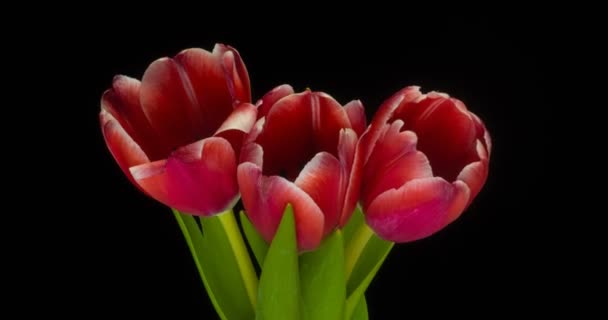 Timelapse de tulipanes rojos floreciendo sobre fondo blanco . — Vídeo de stock