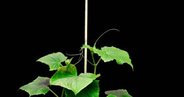 İki salatalığın büyümesi siyah bir arka planda bir desteğe, bir zaman dilimine tutunmaya çalışıyor. Salatalık destek arıyor..