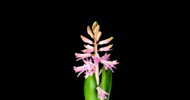 4K Time Lapso de vueltas y apertura de flor de jacinto rosa, aislado sobre fondo negro. Tiempo-lapso de apertura de los brotes de flores . — Vídeo de stock