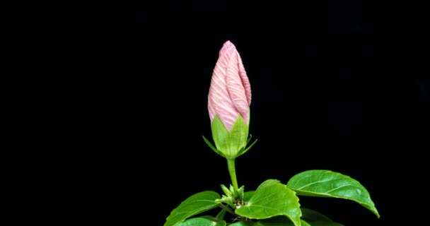 Movimiento lento, flores de hibisco sobre fondo negro, rosa china, canal alfa — Vídeo de stock