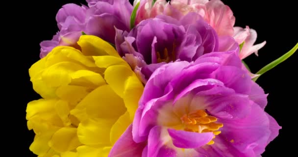 Kleurrijke tulpen. Close-up van een boeket tulpen op een zwarte achtergrond. Mooi boeket van kleurrijke tulpen. Macro heeft geschoten. Lente in Europa, Gelukkige Moederdag, Valentijnsdag, 4k, alfa kanaal — Stockvideo