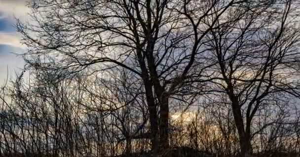 A kamera zökkenőmentes mozgása a fák ágai között. Az esti nap a kék felhőkön át, időeltolódás, hiperlapszus. Gyönyörű táj. — Stock videók