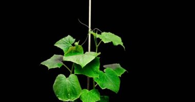 İki salatalığın büyümesi siyah bir arka planda bir desteğe, bir zaman dilimine tutunmaya çalışıyor. Salatalık destek arıyor..
