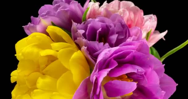 Colorful tulips. Close-up of a bouquet of tulips on a black background. Beautiful bouquet of colorful tulips. Macro shot. Spring time, Happy Mothers Day, Valentines Day, 4k — Stock Video