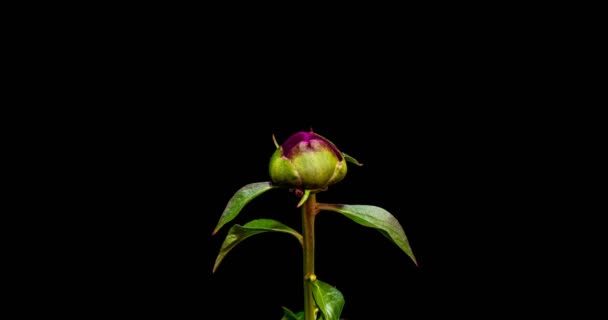 Timelapse różowy kwiat piwonii kwitnący na czarnym tle. Kwitnący kwiat piwonii otwarty, zbliżenie. Ślub w tle, Walentynki. 4K UHD wideo, makro ujęcie środka pieczątki — Wideo stockowe