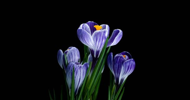 Timelapse of several violet crocus flowers grow, blooming on black background, format with ALPHA transparency channel isolated on black background, spring, easter — стоковое видео