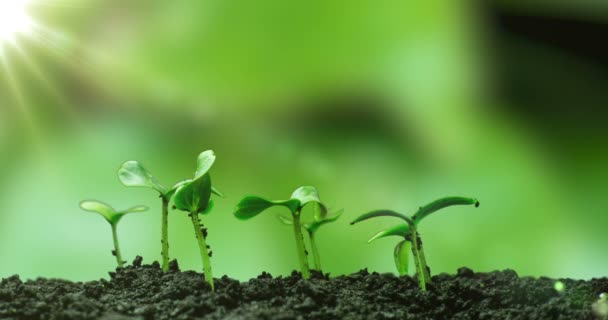 Las plantas jóvenes de pepino germinan bajo el sol, lapso de tiempo, canal alfa — Vídeos de Stock