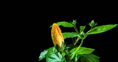 Yavaş çekim, sarı amber çiçeği siyah arka planda çiçek açar, Çin gülü, alfa kanalı