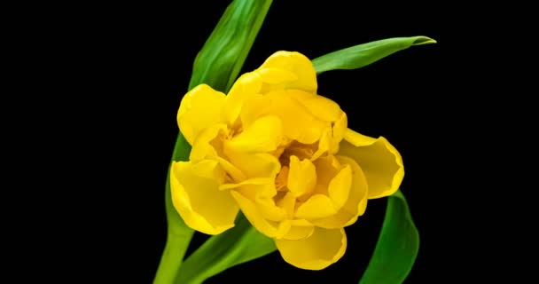 Gele tulp opening tijd vervallen op zwarte achtergrond, alfa kanaal. — Stockvideo
