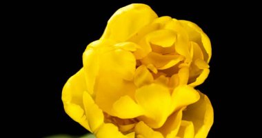 Sarı lale açılış süresi siyah arka planda, alfa kanalı. Makro atış. Siyah arka planda, Bahar zamanı, Mutlu Anneler Günü, Sevgililer Günü, Paskalya, 4k.