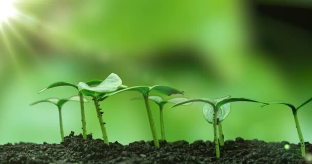 Jonge komkommer planten ontkiemen onder de zon, time lapse, alfa kanaal — Stockvideo