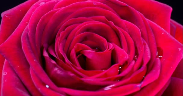 Krásná červená růžová růže pozadí. Kvetoucí růžová květina otevřená, časový skluz, detailní záběr. Svatební pozadí, Valentýnský koncept. 4K, video timelapse — Stock video