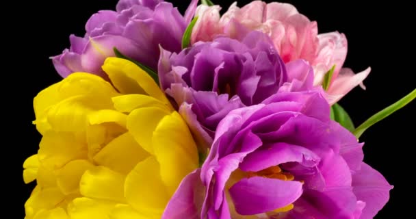 Colorful tulips. Close-up of a bouquet of tulips on a black background. Beautiful bouquet of colorful tulips. Macro shot. Spring time, Happy Mothers Day, Valentines Day, 4k — Stock Video