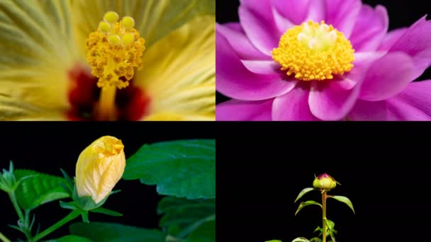 Collage of 4 video - Hibiscus and Peony, macro shot, time lapse — стокове відео