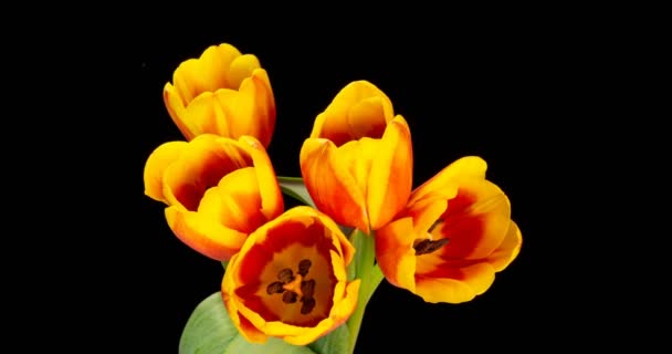 Żółte czerwone tulipany. Zbliżenie bukietu tulipanów na czarnym tle. Piękny bukiet kolorowych tulipanów. Makro strzał. Wiosna, Szczęśliwego Dnia Matki, Walentynki, Wielkanoc, 4k — Wideo stockowe
