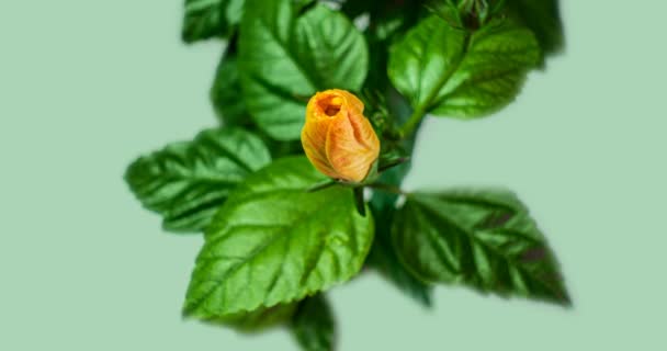 Slow motion, yellow hibiscus flower blossoms on black background, Chinese rose, alpha channel — Stock Video