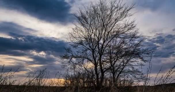 De vloeiende beweging van de camera tussen de takken van bomen. De avondzon door blauwe wolken, tijdsverloop, hyperlapse. Prachtig landschap — Stockvideo