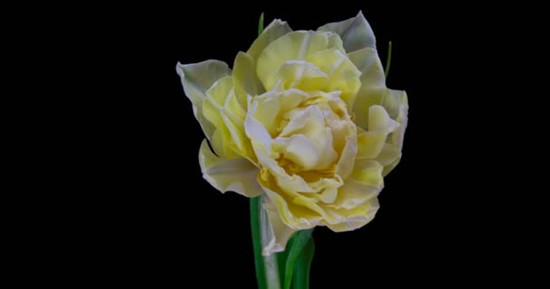 Timelapse de flor tulipa branca florescendo no fundo preto . — Vídeo de Stock