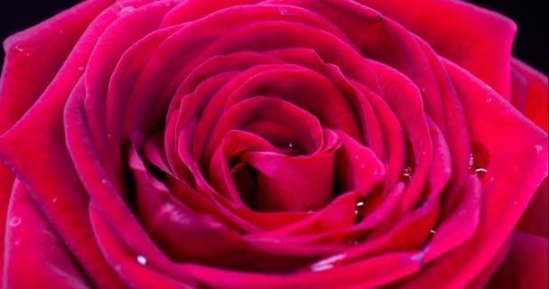 Όμορφο κόκκινο ροζ τριαντάφυλλο φόντο. Ανθισμένο τριαντάφυλλο λουλούδι ανοιχτό, παρέλευση χρόνου, κοντινό πλάνο. Γάμου σκηνικό, Ημέρα του Αγίου Βαλεντίνου έννοια. 4K, χρονικό διάστημα βίντεο — Αρχείο Βίντεο