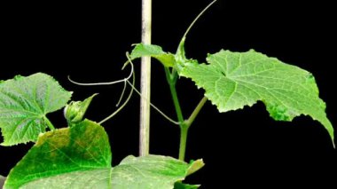 İki salatalığın büyümesi siyah bir arka planda bir desteğe, bir zaman dilimine tutunmaya çalışıyor. Salatalık destek arıyor. 1080p