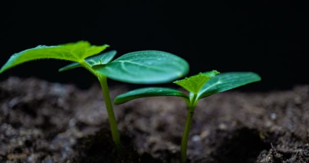 Растущий зеленый огурец растение время истекает. Сроки выращивания семян, природа, культура. Овощи растут из земли. macro — стоковое видео