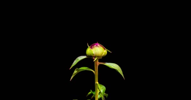 黒地にピンク色の牡丹の花を咲かせます。牡丹の花を開いて、クローズアップを咲かせます。結婚式の背景、バレンタインデー。4K UHDビデオ,雄しべ牡丹の中心のマクロショット — ストック動画