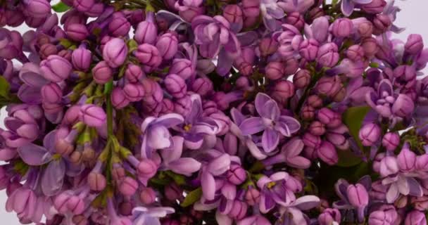 Fleurs de lilas fond tas. Belle ouverture violette Lilas fleur Pâques conception gros plan. Beauté parfumé fleurs minuscules ouvrir gros plan. Nature fleurissant fleurs toile de fond. Time lapse 4K vidéo — Video