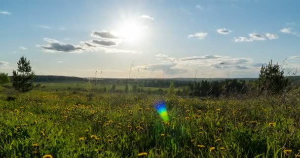 Voorjaarsveld. Paardenbloem veld, zonsondergang licht, lente, vrijheid. Gele bloemen, groen gras. Camera beweging naar rechts, time lapse, 4k — Stockvideo