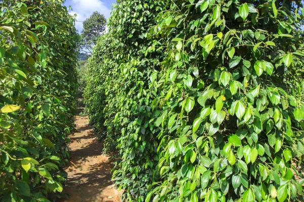 黑胡椒种植园在白天 — 图库照片