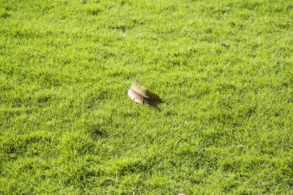 Armadilha que coloca na grama verde — Fotografia de Stock