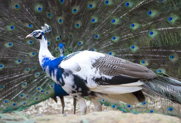 Vackra påfåglar med maj fjädrar — Stockfoto