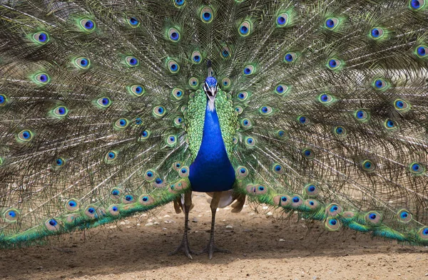 Beautiful peacock with outspread feathers — Stock Photo, Image