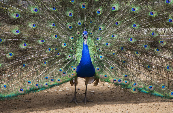 beautiful peacock with outspread feathers