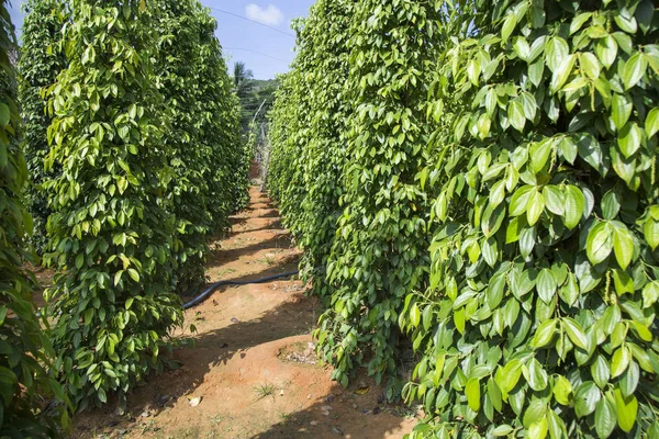 Plantage mit schwarzem Pfeffer am Tag Stockbild