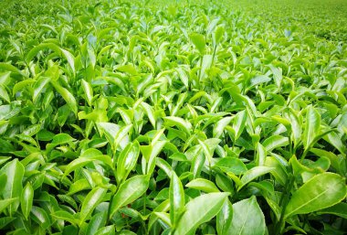 Yemyeşil yeşil çay alanı