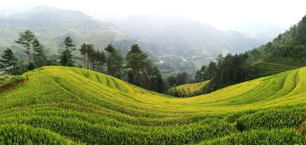 Rice fields on hills — Stock Photo, Image