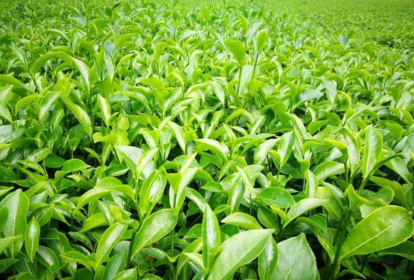 Yemyeşil yeşil çay alanı