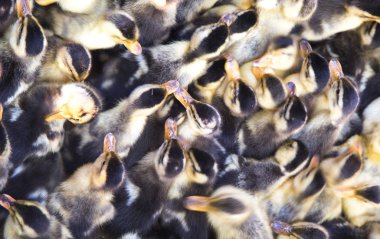 sevimli küçük ördek yavrusu