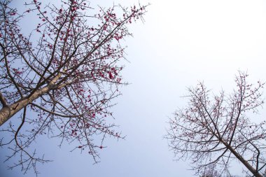 İtx ceiba ağaçlar