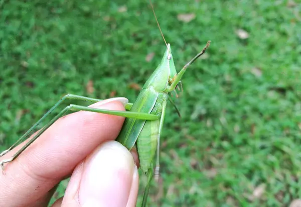 Mano sosteniendo verde arbusto grillo —  Fotos de Stock