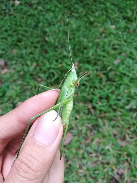 Hand holding green bush cricket — Stock Photo, Image
