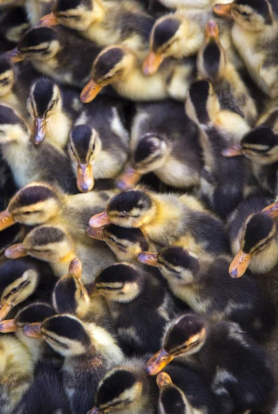 Cute little ducklings — Stock Photo, Image