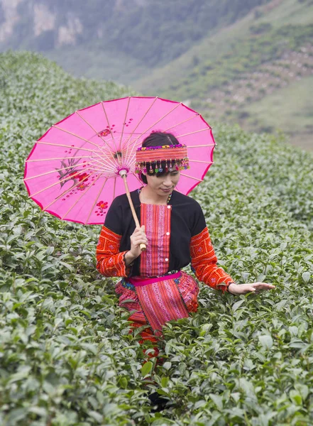 Lány a tea dombon népviselet — Stock Fotó