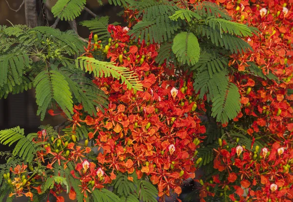 凤凰城鲜花盛开 — 图库照片