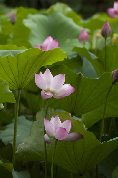 Blühende Lotusblumen Stockfoto