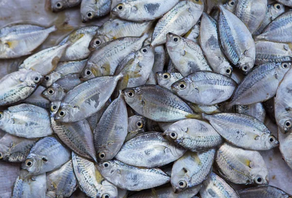 Fresh fishes at market — Stock Photo, Image