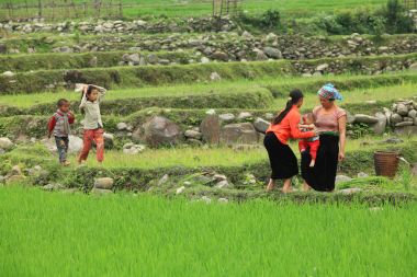 Kadınlar ve çocuklar paddy sahada oyun