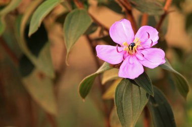 güzel pembe çiçek