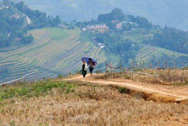Ha Giang, Vietnam - 17 Ekim 2015: Xin adam bölgesinde, çok Kuzey Vietnam hasat için hazırlarken kazanç alan mor çiçek üzerinde bir dinlenme almak Vietnamca Hmong azınlık aile