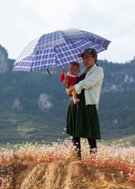 Ha Giang, Vietnam - 17 Ekim 2015: Xin adam bölgesinde, çok Kuzey Vietnam hasat için hazırlarken kazanç alan mor çiçek üzerinde bir dinlenme almak Vietnamca Hmong azınlık aile